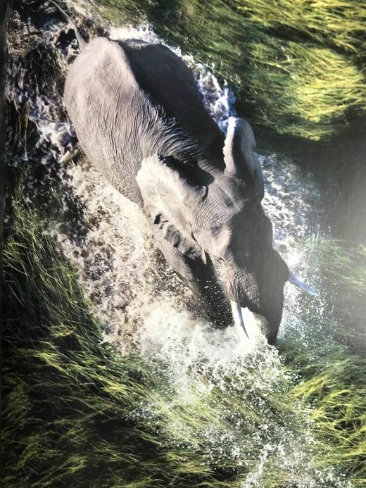 大象图集 约百幅彩色插图 精装大16开 商品图10