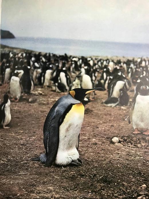 海洋生物图解百科全书 数百幅插图 精装大16开 商品图10