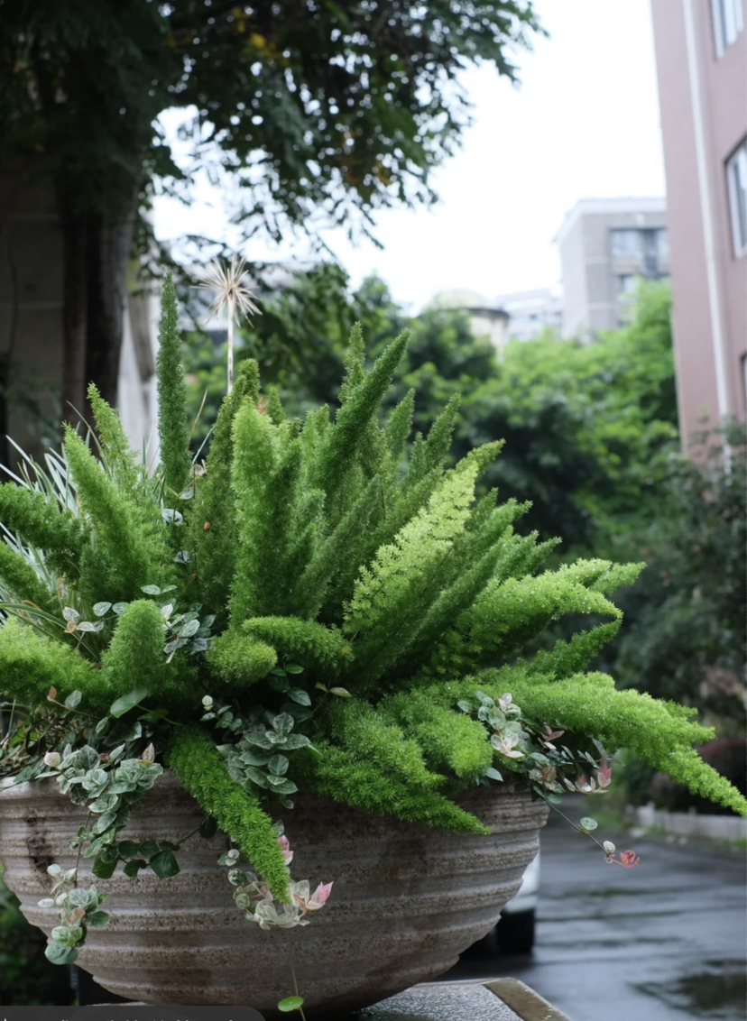 【绿植现货】2加仑狐尾天门冬80（现货，下单即可到店自提）