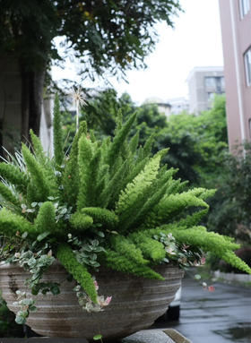 【绿植现货】2加仑狐尾天门冬80（现货，下单即可到店自提）