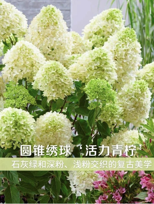 【绿植现货】5加仑圆椎绣球活力青柠150（耐寒零下40多度，庭院、露台党必入！现货，下单即可到店自提） 商品图1