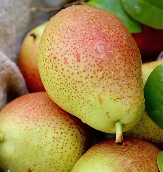 南非彩啤梨850g |水果 商品图2