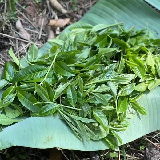 【一扇磨】古树纯料普洱茶 商品图1