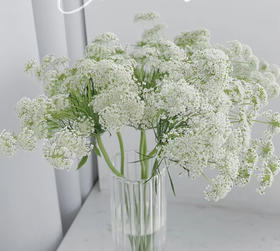 【仙气款】白色蕾丝 约8支/扎