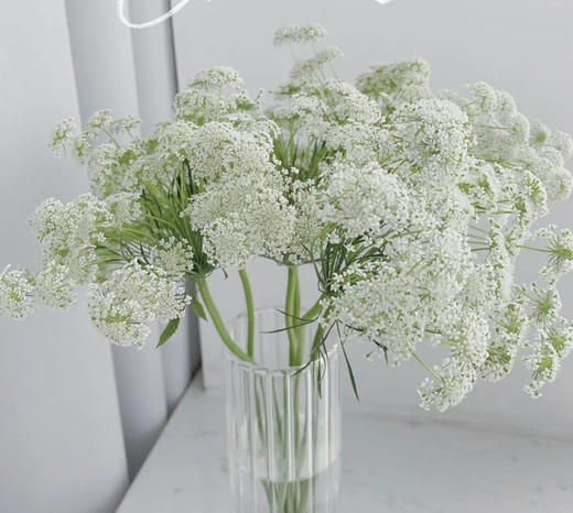 【仙气款】白色蕾丝 约8支/扎 商品图0