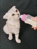 【宠物用品】大号硅胶宠物奶瓶  宠物幼犬猫狗奶瓶套装 商品缩略图2