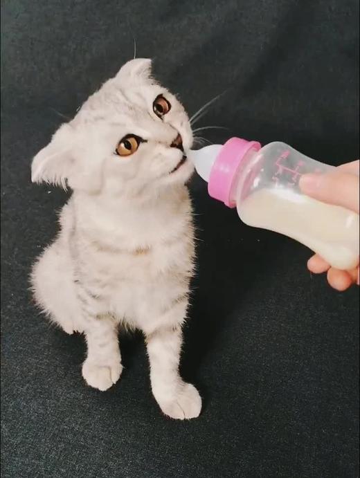 【宠物用品】大号硅胶宠物奶瓶  宠物幼犬猫狗奶瓶套装 商品图2
