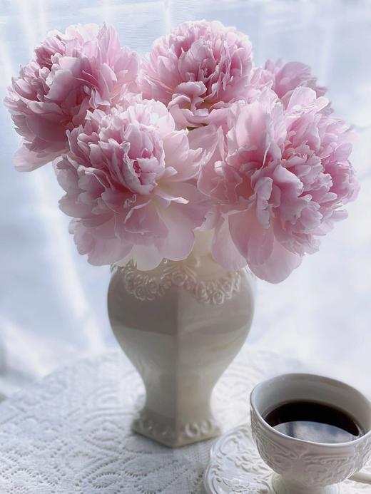 【预售！4.20起陆续发出】枕边语芍药【我可以每天在你身边醒来吗？】简小姐精超大花头 稀有少女粉 枕边语 2件包邮 顺丰空运 商品图8