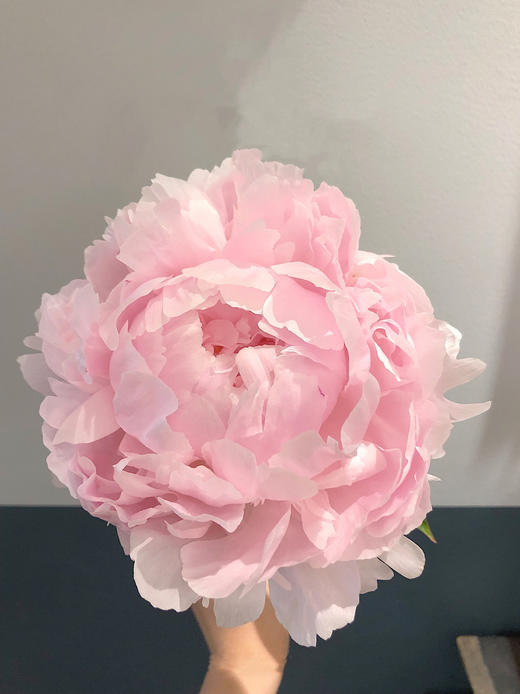 【预售！4.20起陆续发出】枕边语芍药【我可以每天在你身边醒来吗？】简小姐精超大花头 稀有少女粉 枕边语 2件包邮 顺丰空运 商品图3