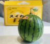 冰淇淋西瓜（2枚礼盒装） | 精品水果礼盒 商品缩略图5