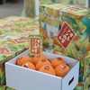 星球伦晚橙 |水果 商品缩略图4