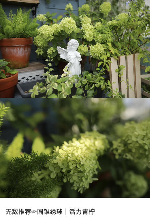 【绿植现货】5加仑圆椎绣球活力青柠150（耐寒零下40多度，庭院、露台党必入！现货，下单即可到店自提） 商品图2