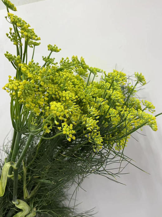 【才色兼备】茴香  若干枝/扎 商品图4