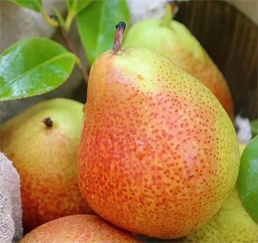 南非彩啤梨850g |水果 商品图0