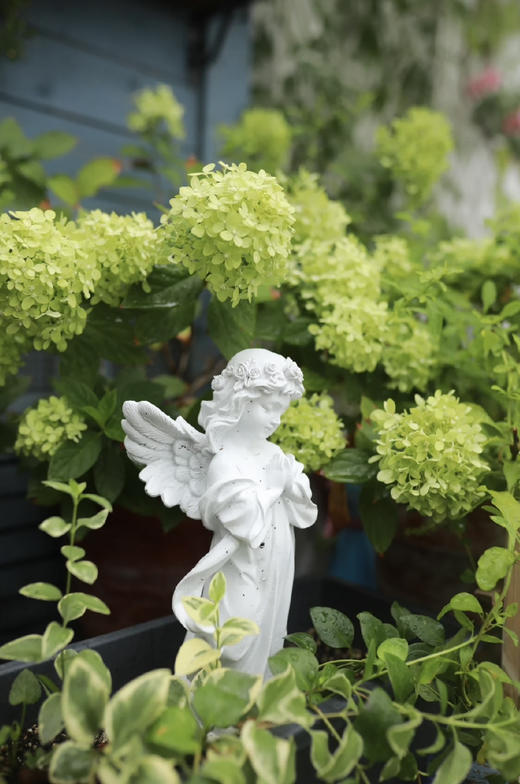 【绿植现货】5加仑圆椎绣球活力青柠150（耐寒零下40多度，庭院、露台党必入！现货，下单即可到店自提） 商品图0