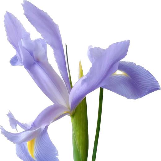 鸢尾（上海） 商品图0