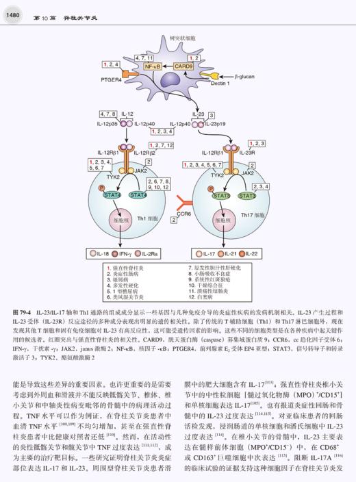 凯利风湿病学 第11版 上下卷 栗占国主译 成人儿童风湿性疾病诊断筛查治疗方法 综合全面讲解  北京大学医学出版社9787565927683 商品图3