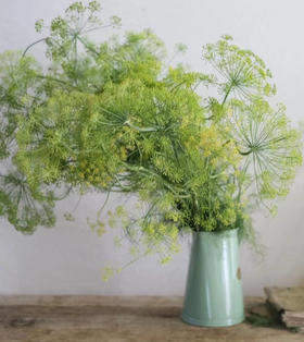 【才色兼备】茴香  若干枝/扎