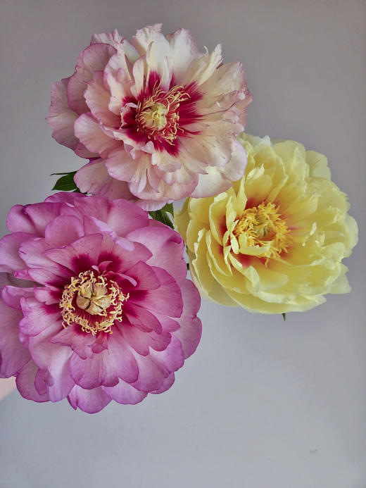 【预售！4.20起陆续发出】伊藤家族【纵你阅人何其多，无人相似我】简小姐精选伊藤家族随机混色  2件包邮 顺丰空运直发 商品图8