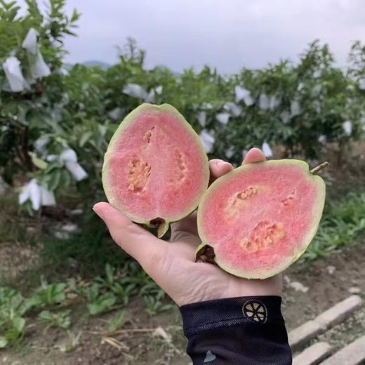 XZG-台湾红心芭乐果 1.5斤+-0.1/份～22元 商品图1