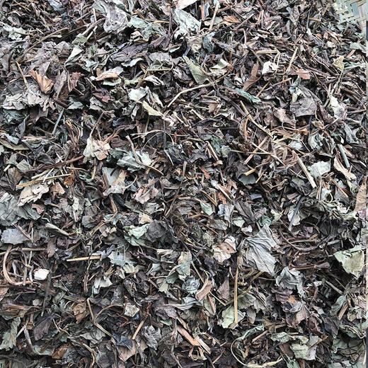 鱼腥草 云南夏季 折耳根 新货叶子泡水药材 干净筛选 新鲜晾晒 商品图1