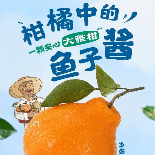 柑橘皇后～精笃大雅柑【净重约7斤】 商品图7