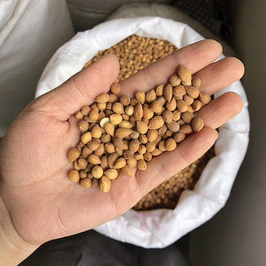 郁李仁 商品图2