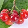樱桃（盒装）500g 商品缩略图1
