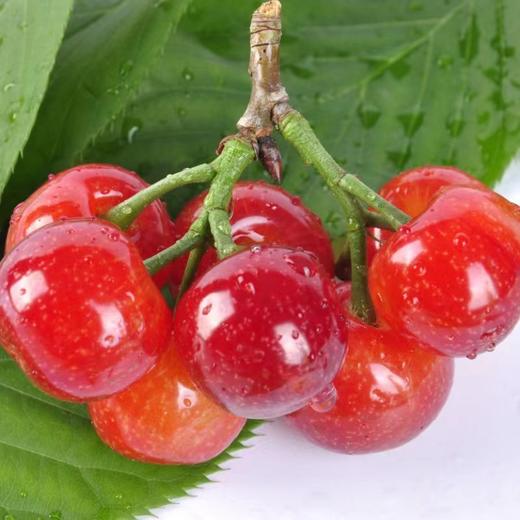 樱桃（盒装）500g 商品图1