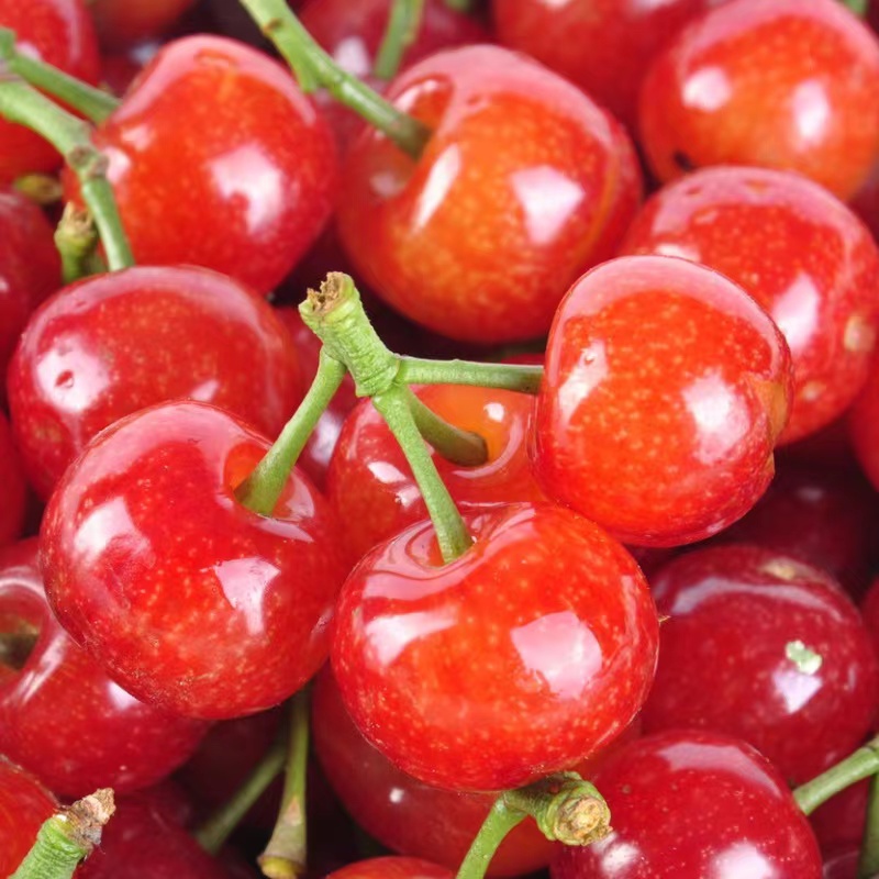 樱桃（盒装）500g