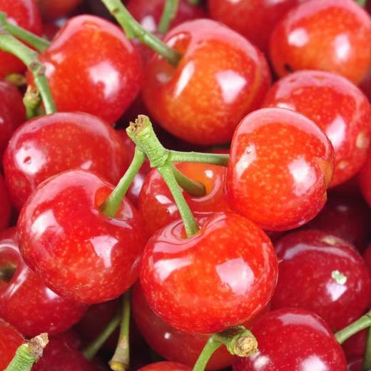 樱桃（盒装）500g 商品图0