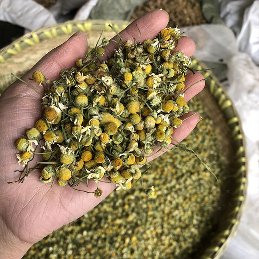 洋甘菊 商品图3