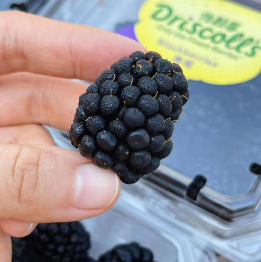 怡颗莓黑莓，毕业于西点军校的莓果，被欧美国家赞誉为“生命之果”。富含原花青素、SOD、硒、鞣花酸，类黄酮等高效抗氧化活性物质，以及二十种氨基酸和微量元素。孕妇和宝宝天然叶酸的补给站。一组4盒 商品图0