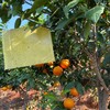『川滇高原晚熟沃柑』浓甜爆汁 现摘现发 商品缩略图6
