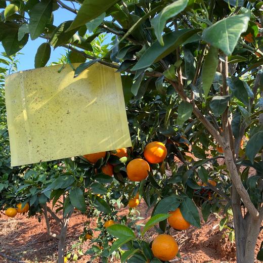 『川滇高原晚熟沃柑』浓甜爆汁 现摘现发 商品图6