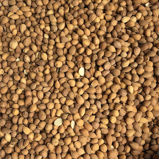 郁李仁 商品图4