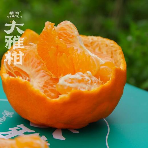 柑橘皇后～精笃大雅柑【净重约7斤】 商品图5
