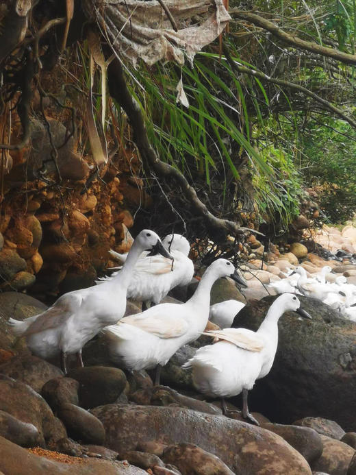 连城 白鹭鸭蛋 无腥味、口感清醇、蛋白晶白有韧性、很Q、蛋黄细腻，不噎人 和普通鸭蛋有很大差异 商品图0