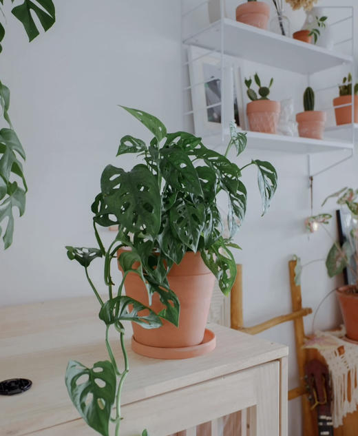 浮雕红陶花盆 吸水透气泥陶盆庭院绿植花卉国际盆 商品图6