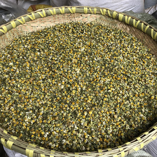 洋甘菊 商品图1