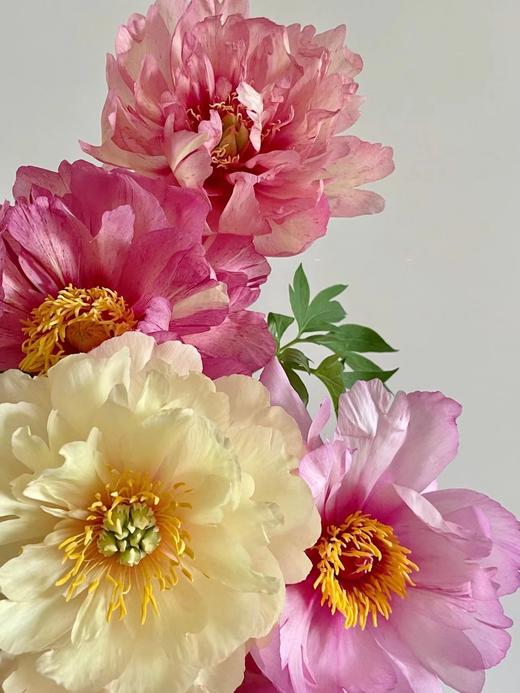 【预售！4.20起陆续发出】伊藤家族【纵你阅人何其多，无人相似我】简小姐精选伊藤家族随机混色  2件包邮 顺丰空运直发 商品图10