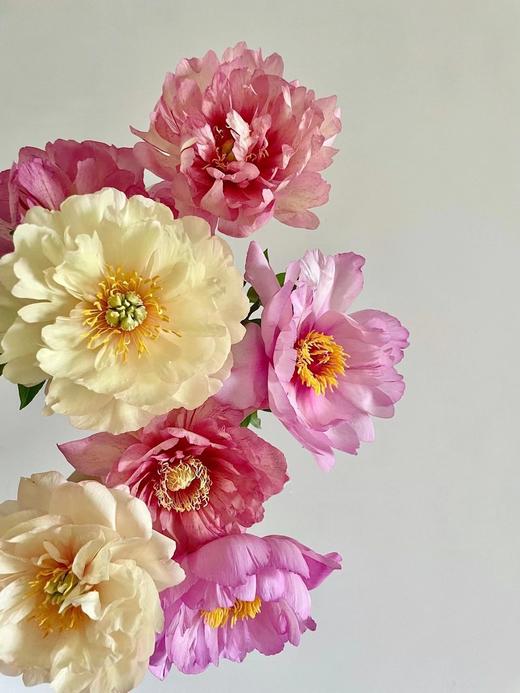 【预售！4.20起陆续发出】伊藤家族【纵你阅人何其多，无人相似我】简小姐精选伊藤家族随机混色  2件包邮 顺丰空运直发 商品图11