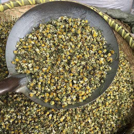 洋甘菊 商品图4