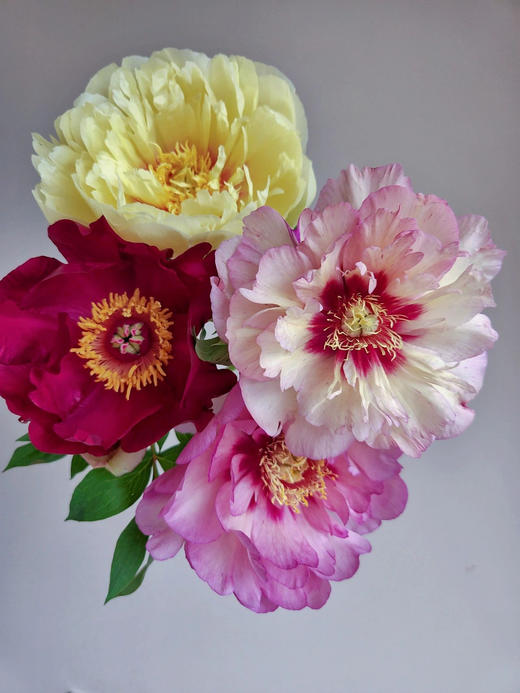 【预售！4.20起陆续发出】伊藤家族【纵你阅人何其多，无人相似我】简小姐精选伊藤家族随机混色  2件包邮 顺丰空运直发 商品图6