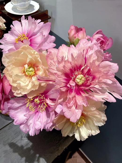 【预售！4.20起陆续发出】伊藤家族【纵你阅人何其多，无人相似我】简小姐精选伊藤家族随机混色  2件包邮 顺丰空运直发 商品图5