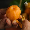 生态枇杷 | 合作生产 * Ecological Loquat  商品缩略图1