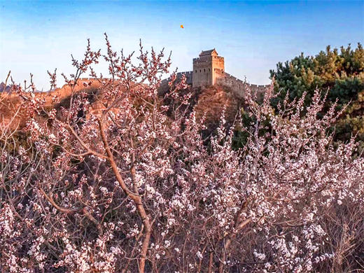 4.12【金山岭杏花节1日】2026第五届金山岭长城国际徒步大会｜智汇长城·花漾未来の人与机器人共登长城徒步大会 商品图4