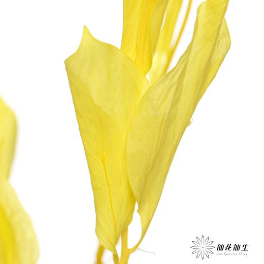 永生花材 | 桔子叶黄 商品图0