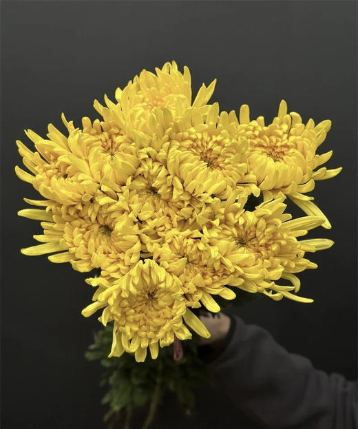 【寄托】菊花 大黄菊 10支/扎 商品图3