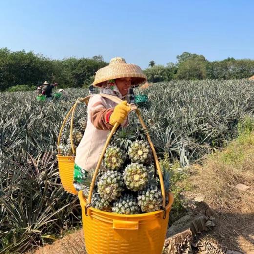 海南手撕凤梨 | 自然成熟，汁水饱满，相比其他凤梨来说甜度要好，比较稀有 商品图4